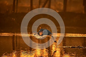 Great Egret takeoff