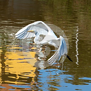 The elegant Great Egret. Great Egrets are tall, long-legged wading birds with long, S-curved necks and long.