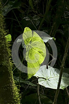 Elegant green leave in light against dark background in a forest, Valle de Cocora, Columbia