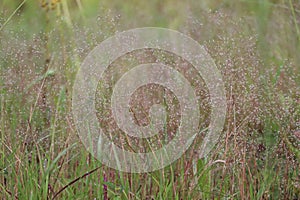 Elegant hair grass