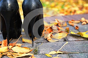 Elegant high heels in autumn leaves