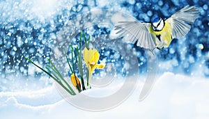 Elegant holiday card bird tit flies widely spreading its wings to the first delicate yellow flowers crocuses make their way out