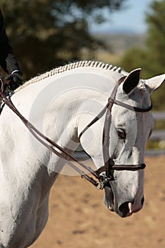 Elegant Horse Head