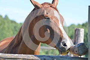 Elegant horse head