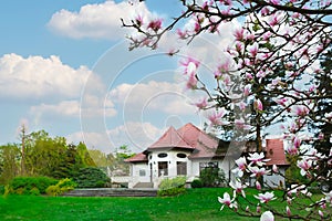 Elegant House with Majestic Magnolia Tree in Front Garden, Creating a Picturesque and Serene Scene