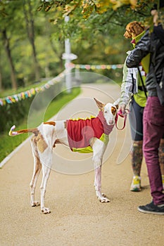 Elegant hunting breed dog in jacket next to owner, walk in park