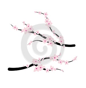 Elegant Japanese Cherry Blossom Flowers on Tree Branches Illustration