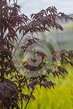 Elegant Japanese zen style bamboo tree