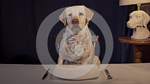 Elegant Labrador Waiting for Dinner in Classic Dining Room