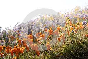 Elegant lacy phacelia and orange poppies grow in a wildflower field at Antelope Valley Poppy Reserve in California during the