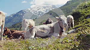 An elegant, large cow is laying on the green grass of alpine meadow, chewing the grass. A numerous herd and snowy high