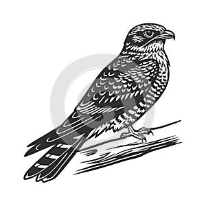 Elegant Lesser Nighthawk Bird Vector photo