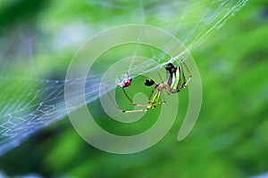 Elegant Leucauge Magnifica Spider in Natural Habitat.