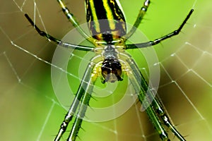 Elegant Leucauge Magnifica Spider in Natural Habitat.