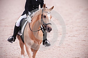 An elegant light horse in sports equipment with a rider in the saddle strides across the sandy arena