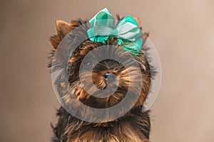 Elegant little baby yorkshire terrier puppy with bow on head looking up