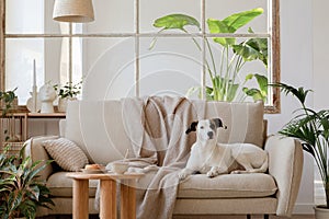 Elegant living room interior design with beige modern sofa, side table and creative accessories. Beautiful dog lying on the couch.