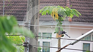 Elegant long tail Sri Lanka red-billed blue magpie parents taking turn for guarding their juvenile offspring chick while eating ri