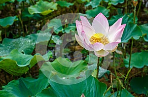 Elegant Lotus Flower Charmingly Bloom in a Natural Tropical Lake