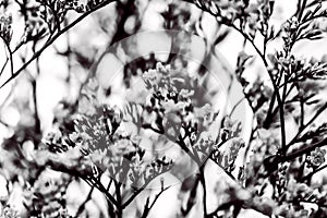 Elegant macro closeup of Limonium flower also known as sea-lavender, statice, caspia or marsh-rosemary.