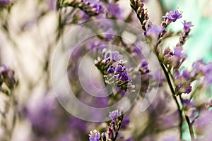 Elegant macro closeup of Limonium flower also known as sea-lavender, statice, caspia or marsh-rosemary.