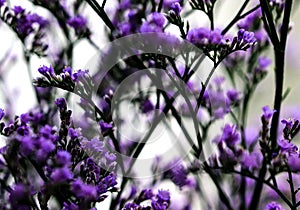 Elegant macro closeup of Limonium flower also known as sea-lavender, statice, caspia or marsh-rosemary.