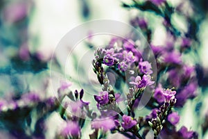 Elegant macro closeup of Limonium flower also known as sea-lavender, statice, caspia or marsh-rosemary.