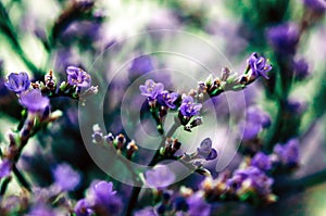 Elegant macro closeup of Limonium flower also known as sea-lavender, statice, caspia or marsh-rosemary.