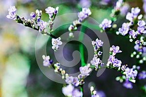 Elegant macro closeup of Limonium flower also known as sea-lavender, statice, caspia or marsh-rosemary.