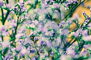 Elegant macro closeup of Limonium flower also known as sea-lavender, statice, caspia or marsh-rosemary.