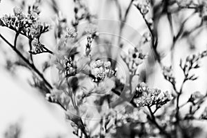 Elegant macro closeup of Limonium flower also known as sea-lavender, statice, caspia or marsh-rosemary.