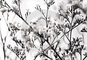 Elegant macro closeup of Limonium flower also known as sea-lavender, statice, caspia or marsh-rosemary.