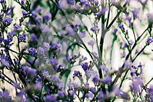 Elegant macro closeup of Limonium flower also known as sea-lavender, statice, caspia or marsh-rosemary.