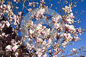 Elegant magnolia flowers