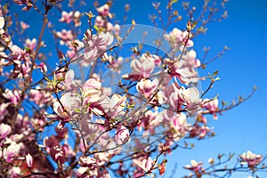 Elegant magnolia flowers