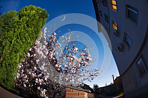 Elegant magnolia flowers