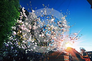 Elegant magnolia flowers