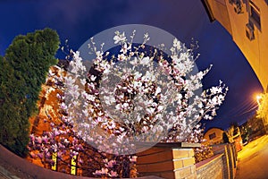 Elegant magnolia flowers