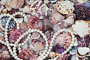 Elegant marine background with colorful shells of different sha