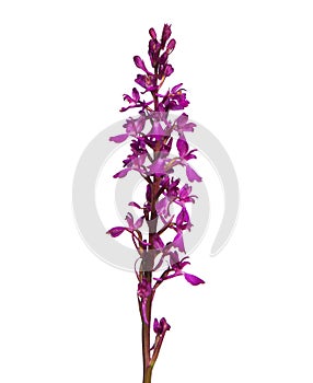 Elegant marsh orchid isolated on white, Orchis palustris ssp. Elegans