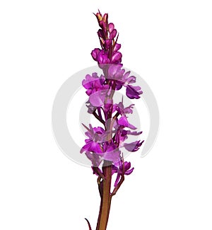 Elegant marsh orchid isolated on white, Orchis palustris ssp. Elegans