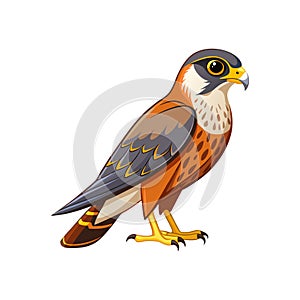 Elegant Merlin Bird Vector