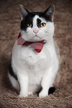 Elegant metis cat sitting on brown fur looks to side