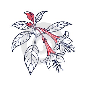 Elegant Monkeyface Flower Illustration