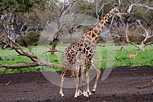 Elegant mother giraffe with her offspring