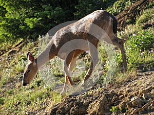 Elegant mule deer grazes in a grassy summer meadow