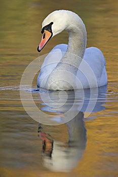 An elegant mute swan Cygnus olor swimming in morning light in a lake with bright colors.