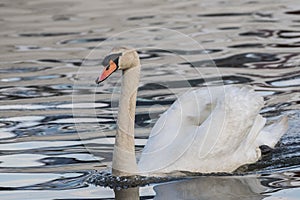 Mid shot of the mute swan at Medford Harbor photo
