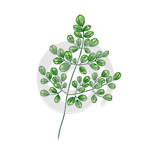 Elegant natural drawing of Miracle Tree or Moringa oleifera. Tropical exotic wild herbaceous plant used in herbalism