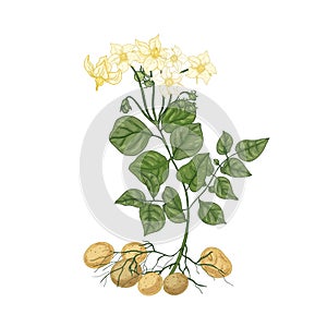 Elegant natural drawing of potato plant with flowers, roots and tubers. Edible cultivated tuberous crop isolated on